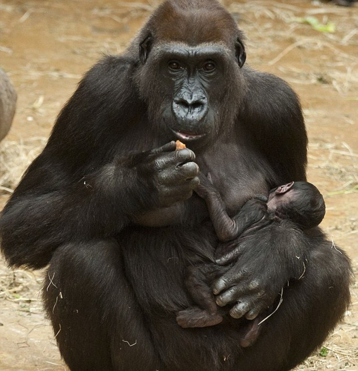 Беременная шимпанзе