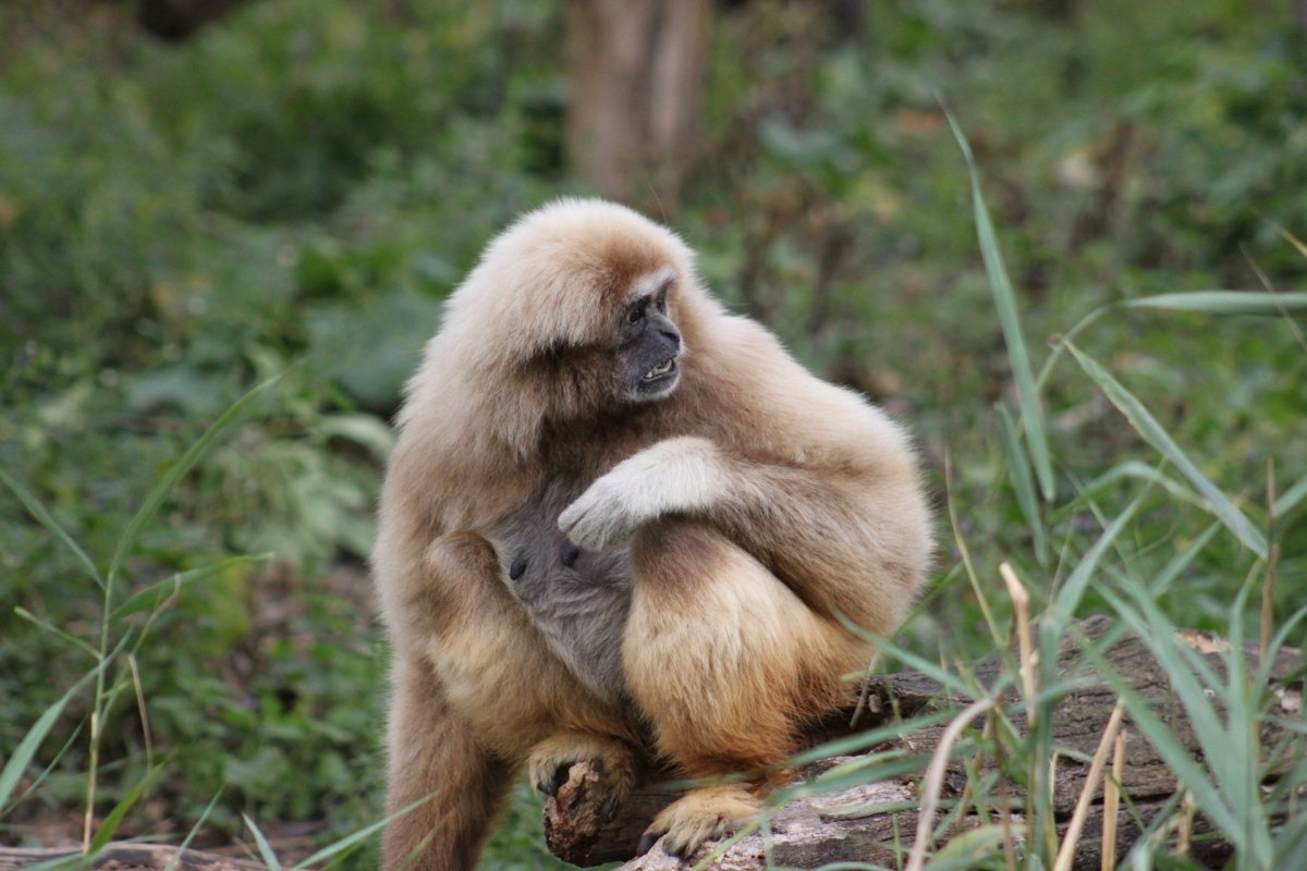 Член обезьяны