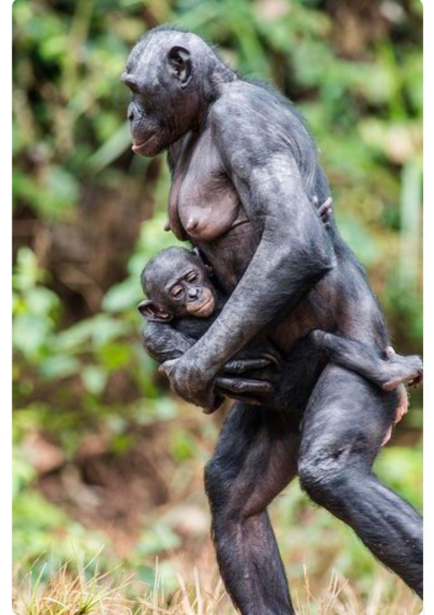 Шимпанзе бонобо