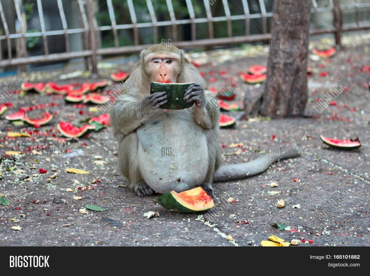 Беременные обезьяны прикольные