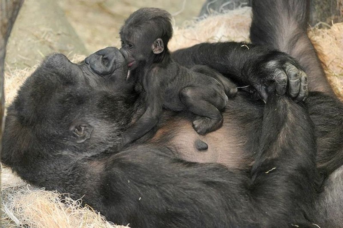 Обезьяна с малышом