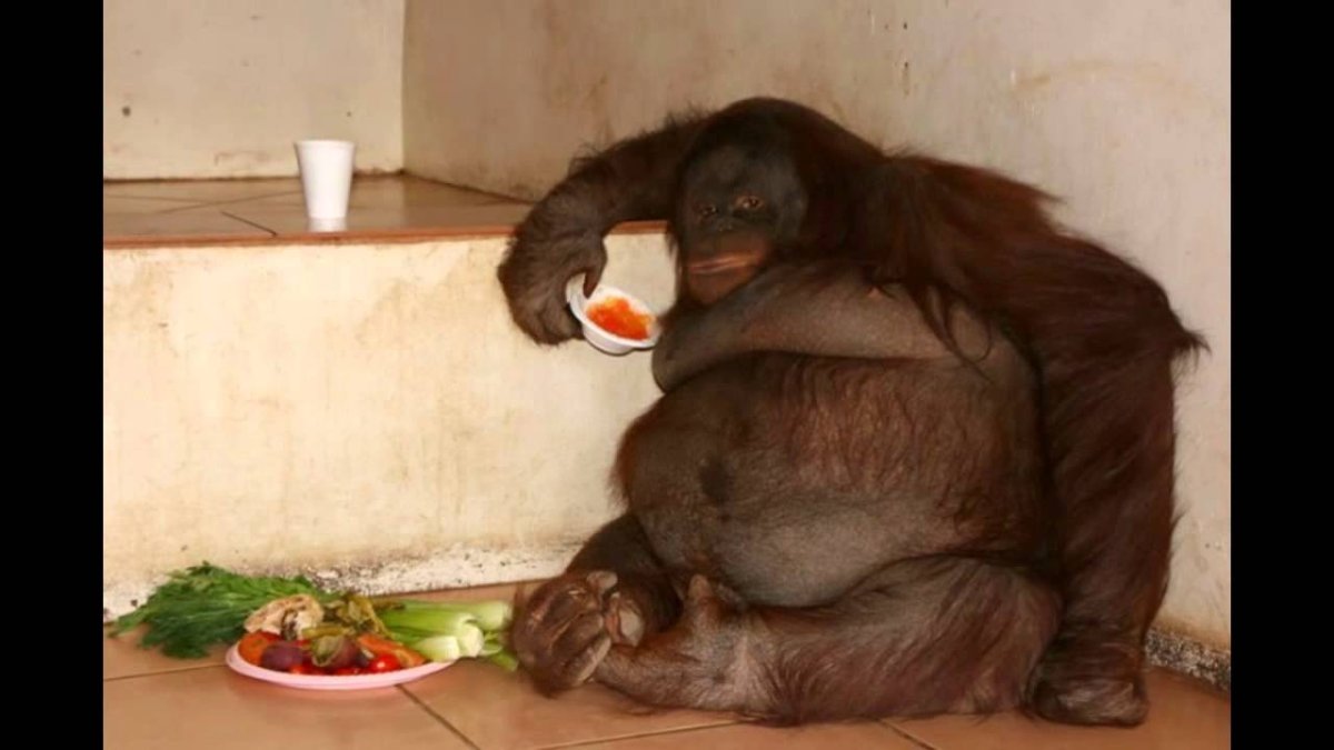 Обезьяна лежит