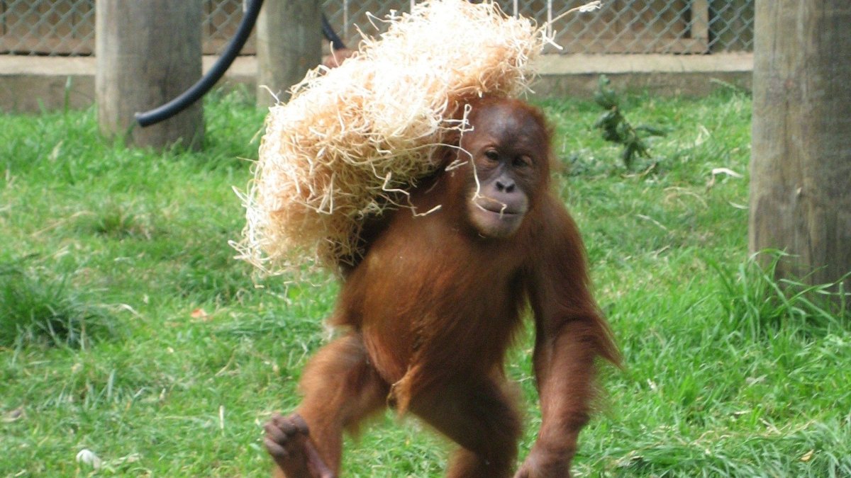 Беременная мартышка