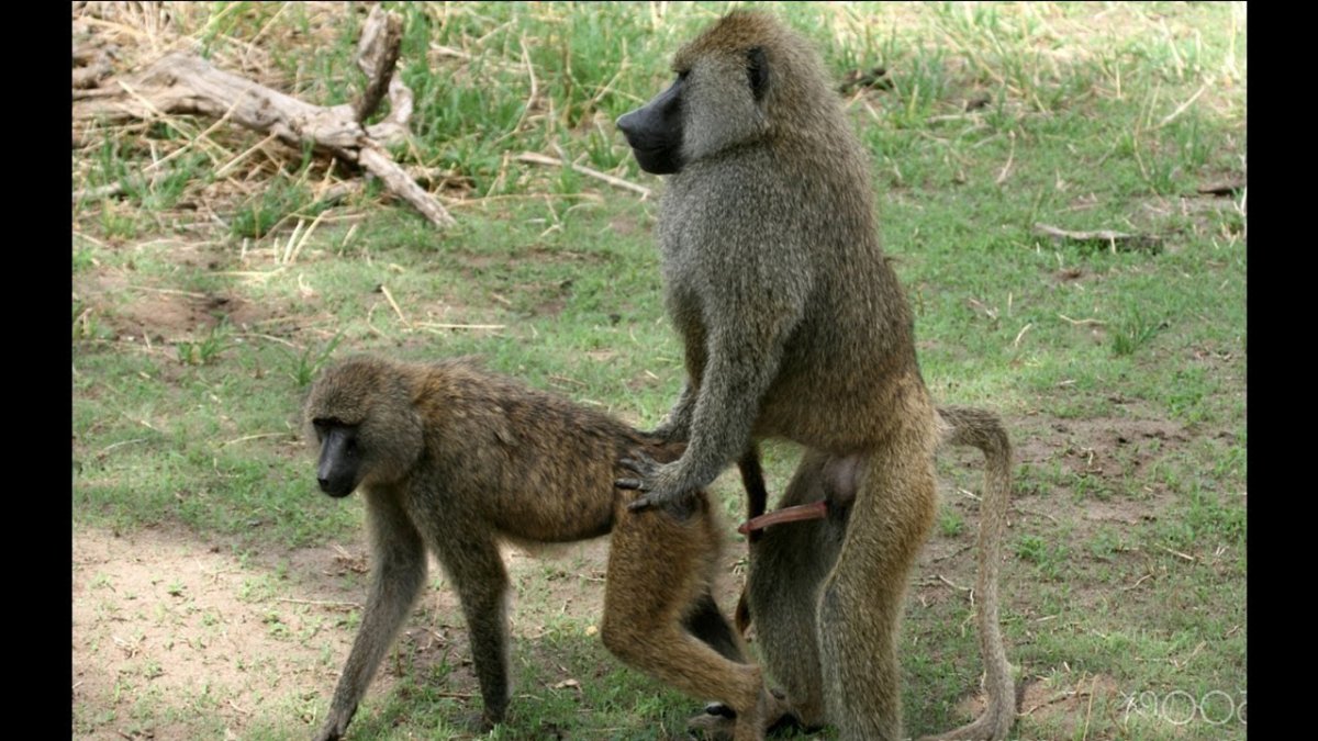 Обезьяны спариваются