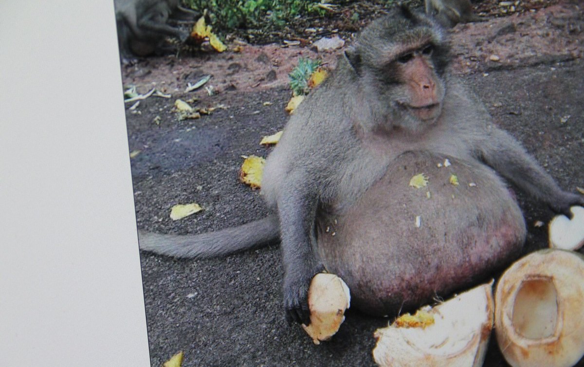 Новорожденные обезьянки в дикой природе видео