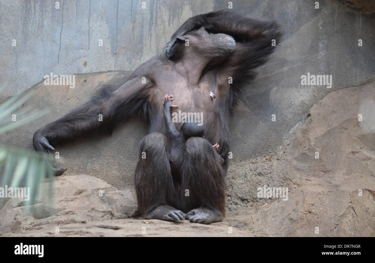 Опасные обезьяны для человека