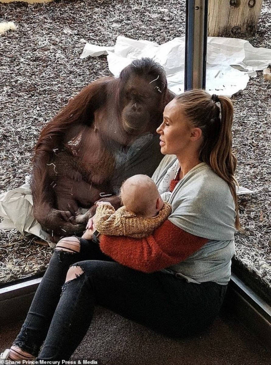 Orangutan мама в Британии