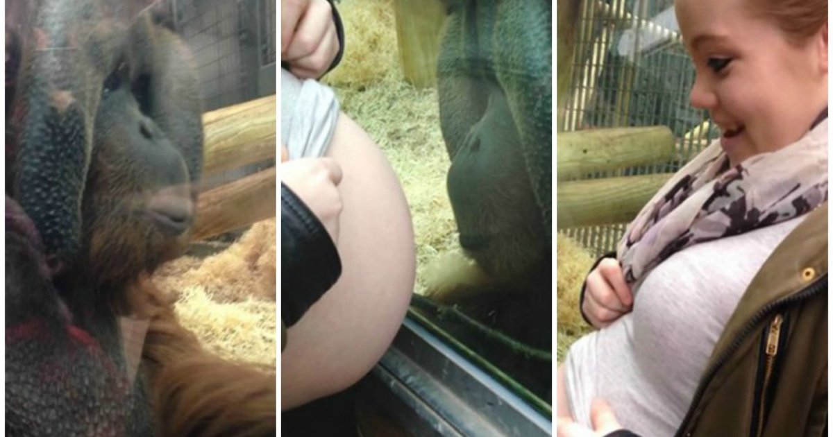 Беременность от животного