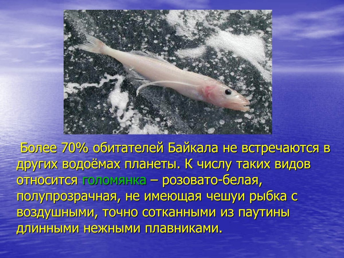 Рыбы обитающие в Байкале