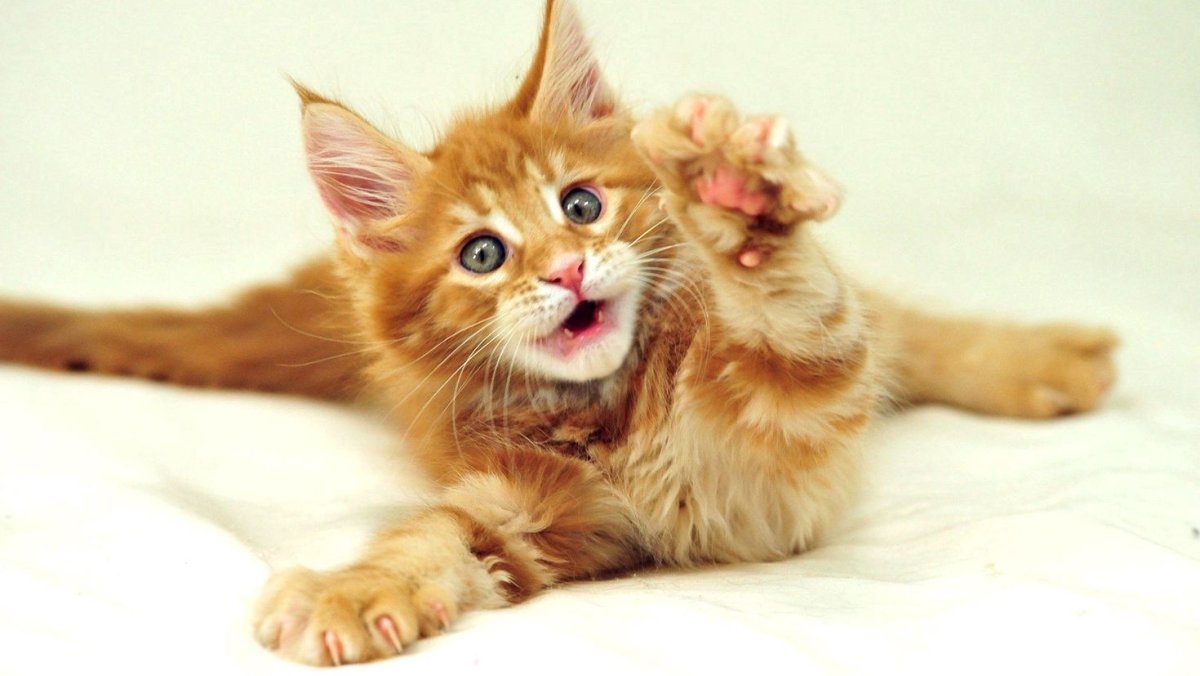 Манчкин и Мейн кун