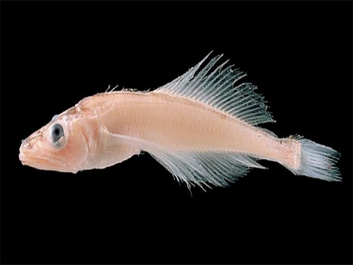 Байкал рыбка Голомянка