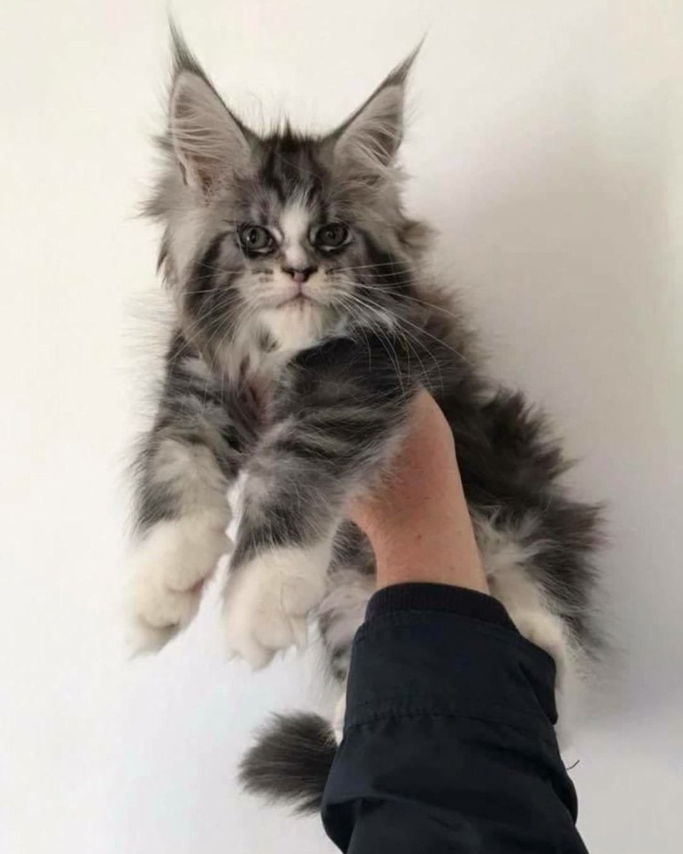 Кошка Мейн кун рост