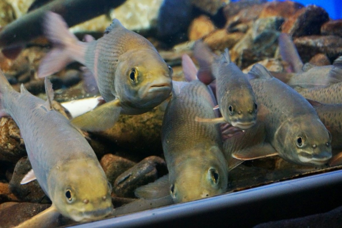 Рыба Белуга альбинос