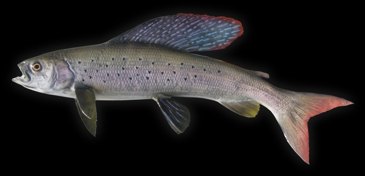 Рыба Голомянка