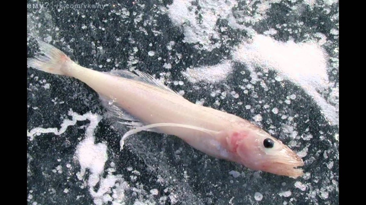 Озеро Байкал Голомянка