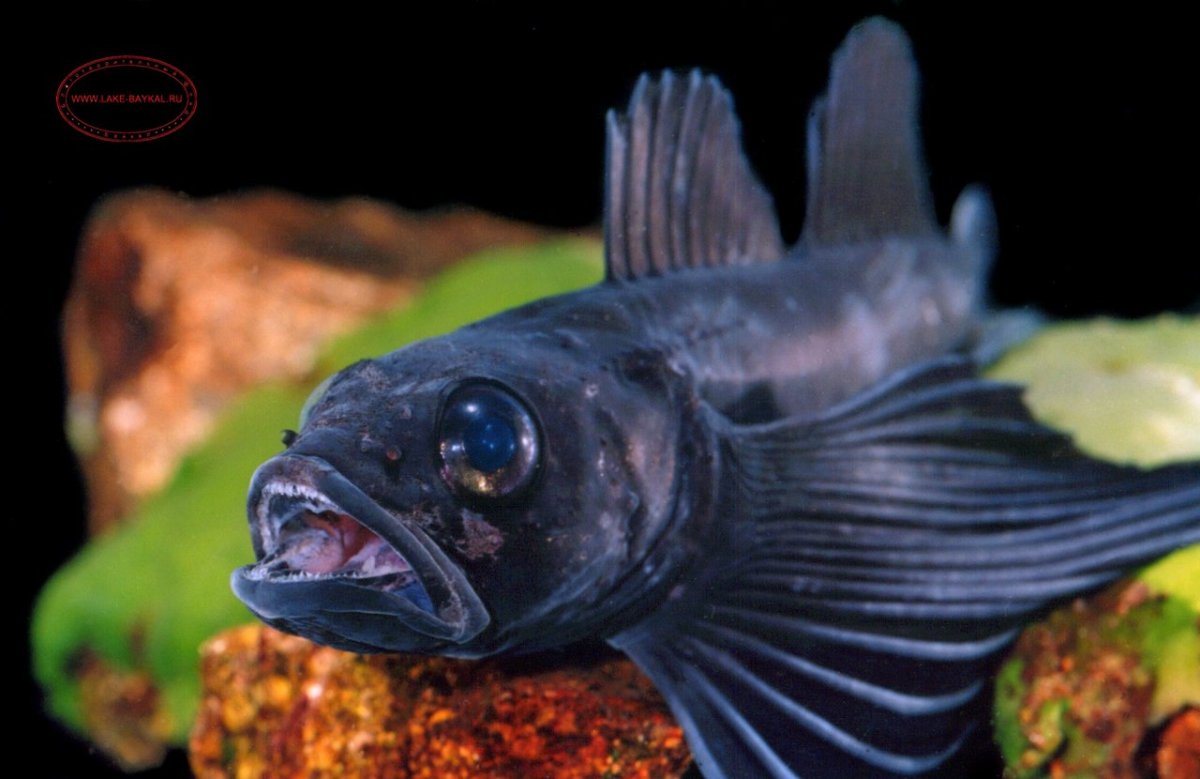 Голомянка Байкальская копченая