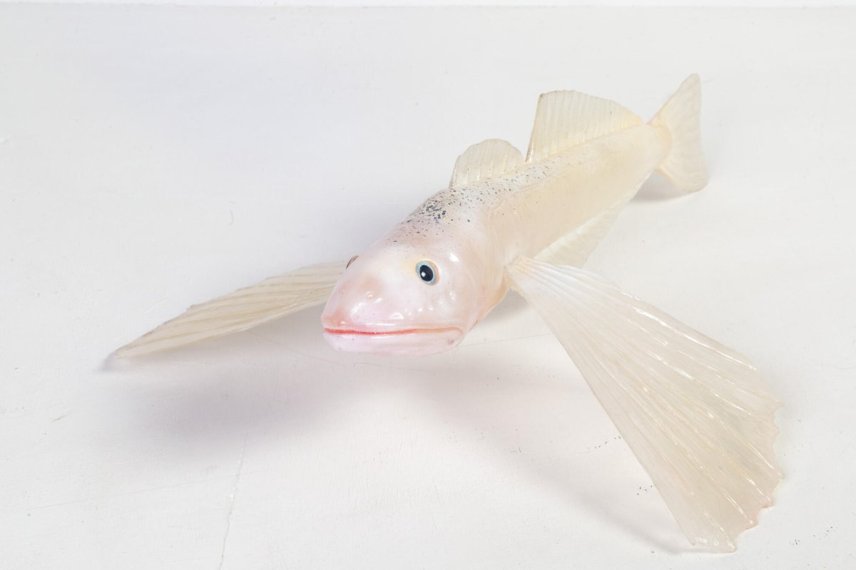 Голомянка Байкальская