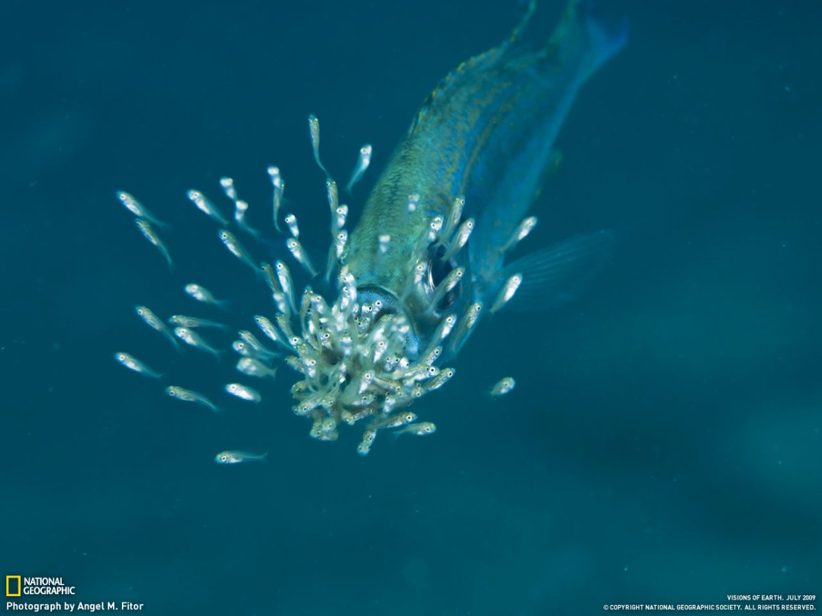 Рыбы Байкала