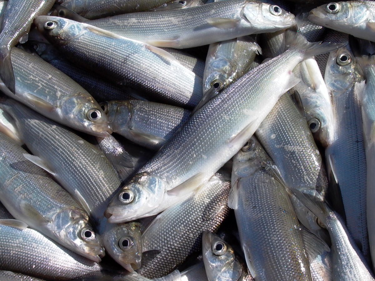 Рыба хирург малек