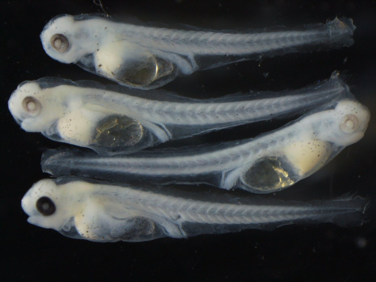 Морской бычок Дальневосточный