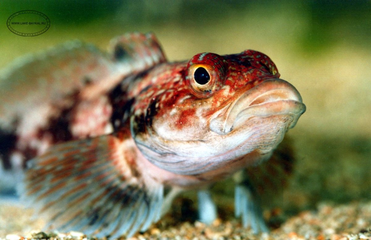 Омуль Голомянка