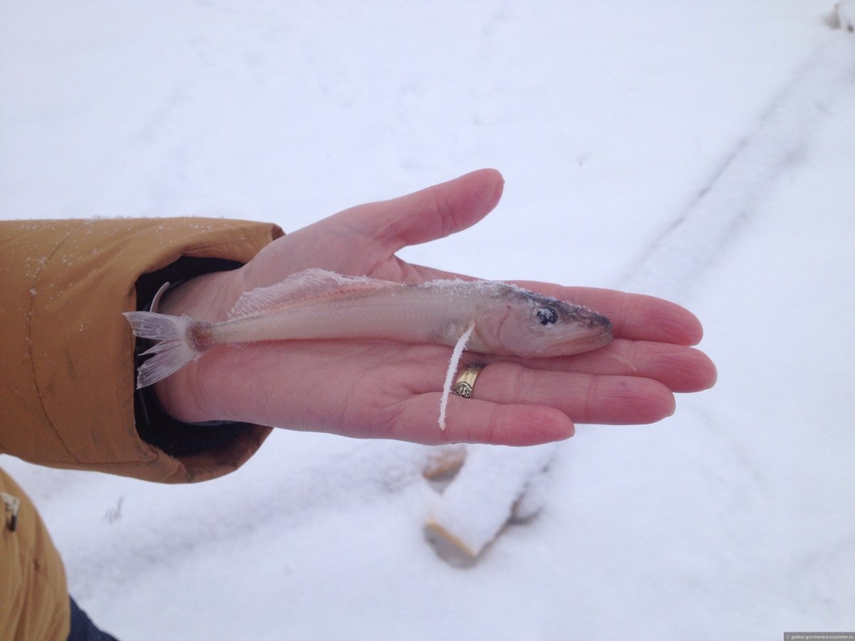 Голомянка Байкальская