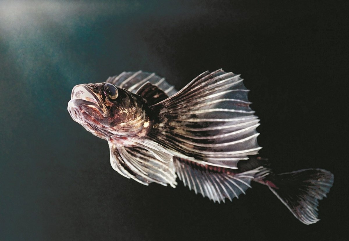 Рыба Голомянка