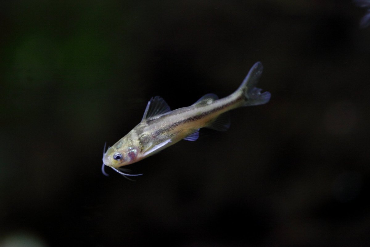 Голомянка Байкальская копченая