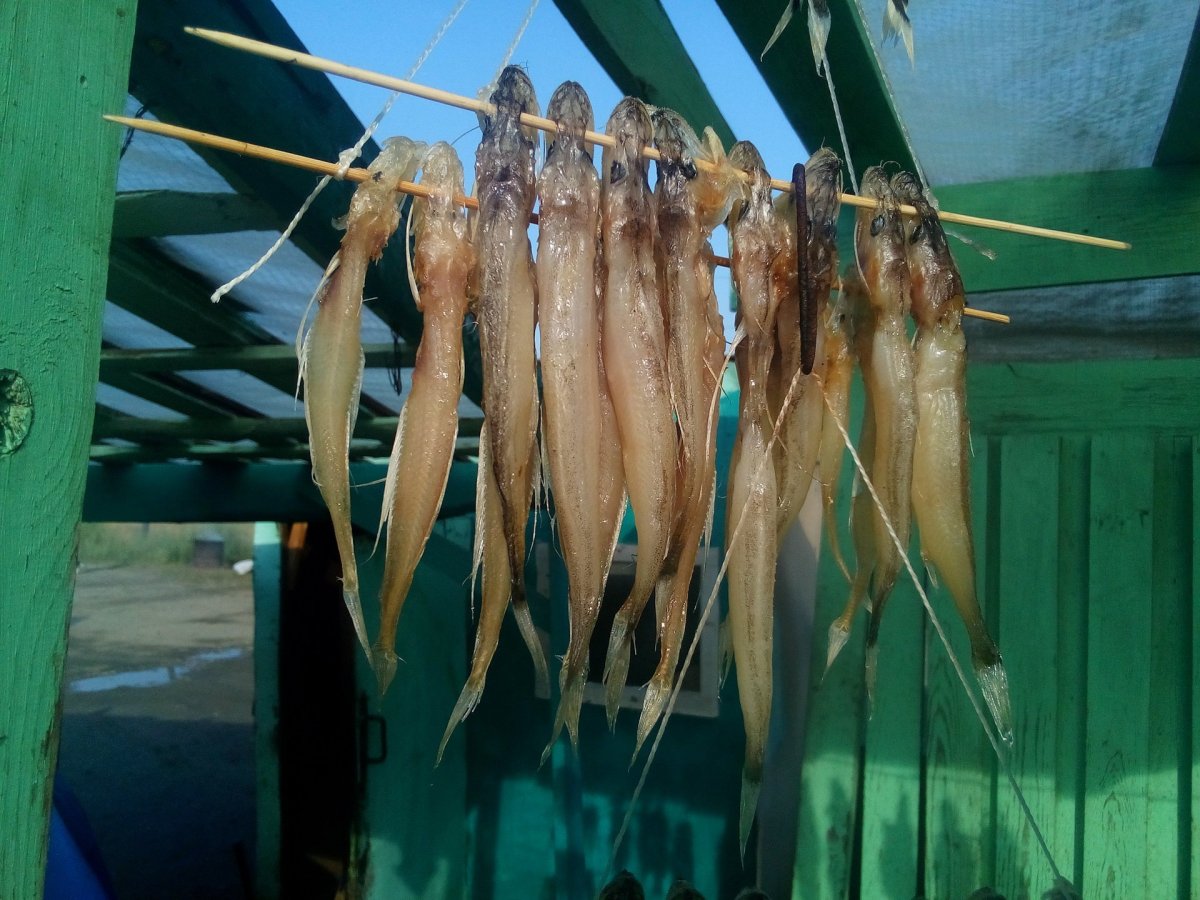 Рыба Голомянка