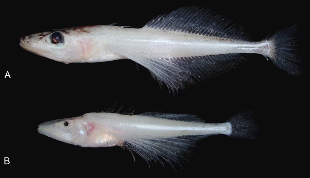 Озеро Байкал Голомянка