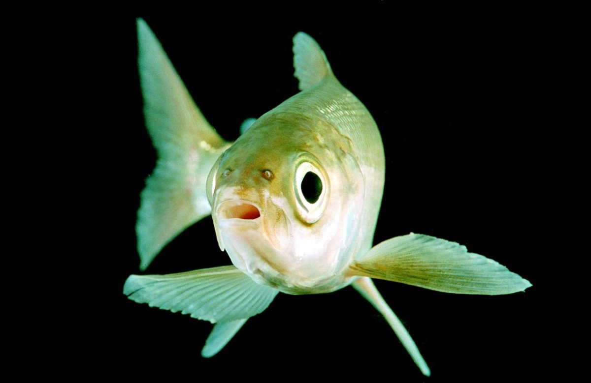 Голомянка Байкальская рыба