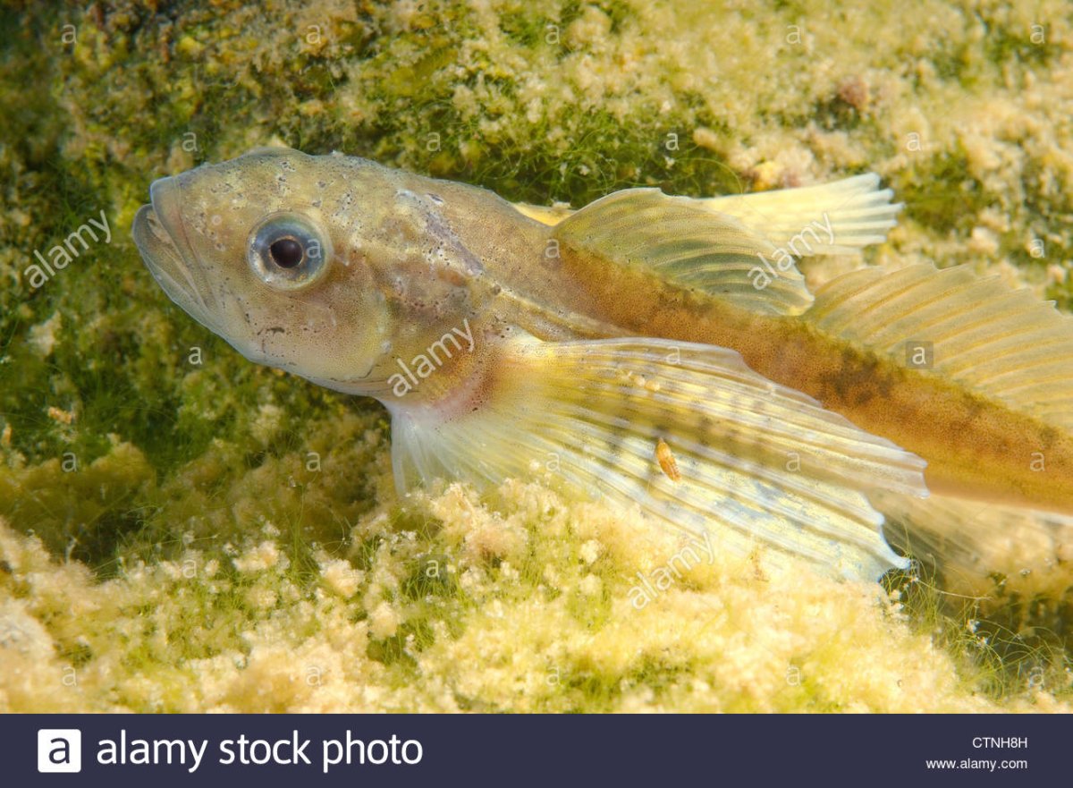 Желтокрылка Байкальская