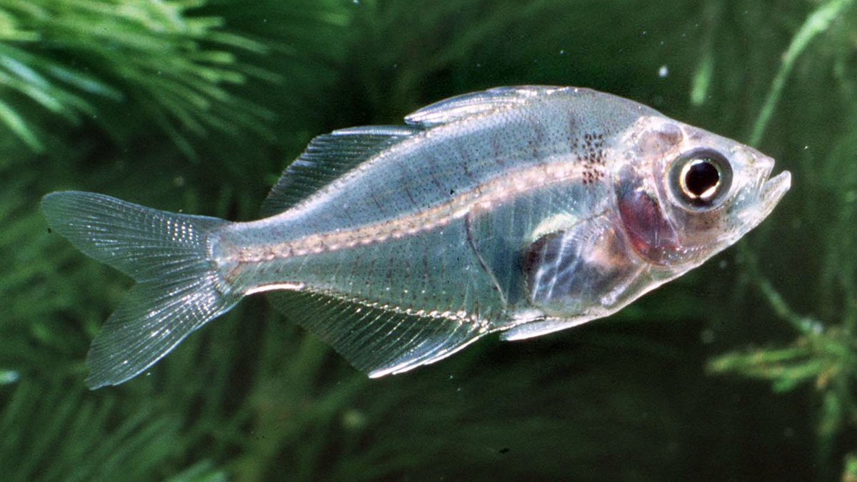 Озеро Байкал рыба омуль