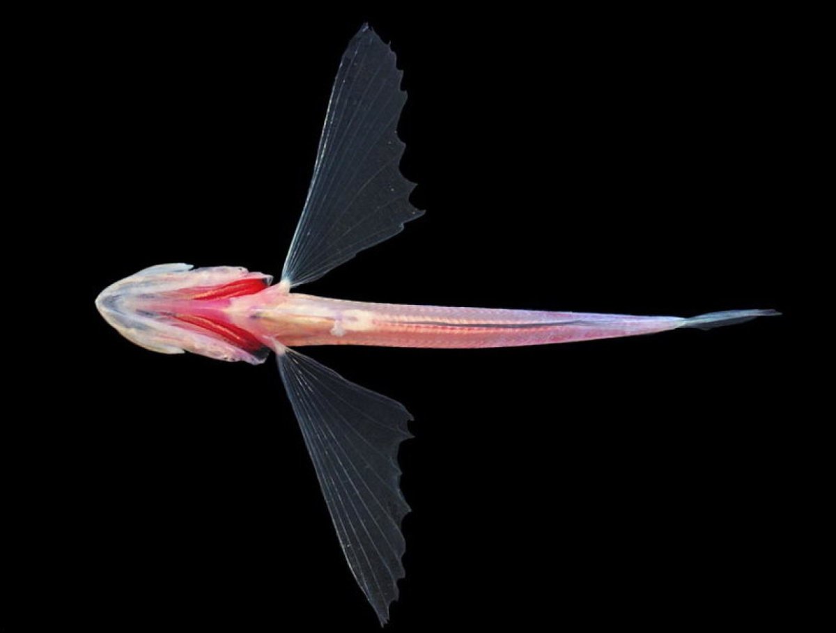 Голомянка Байкальская рыба