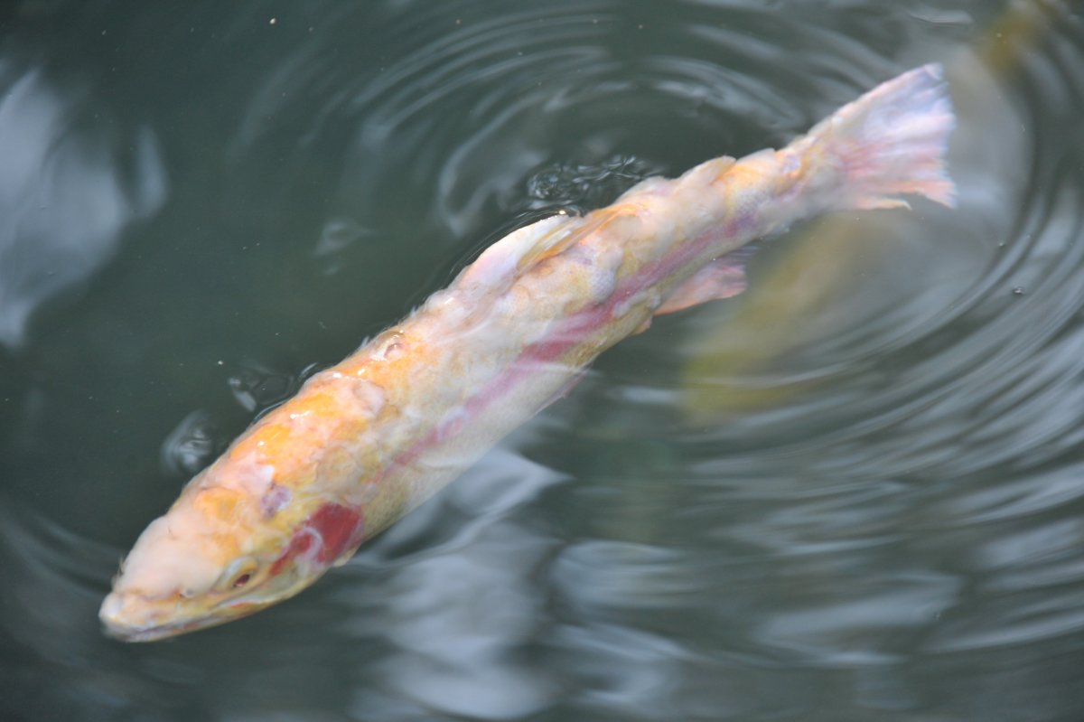 Озеро Байкал обитатели рыбы