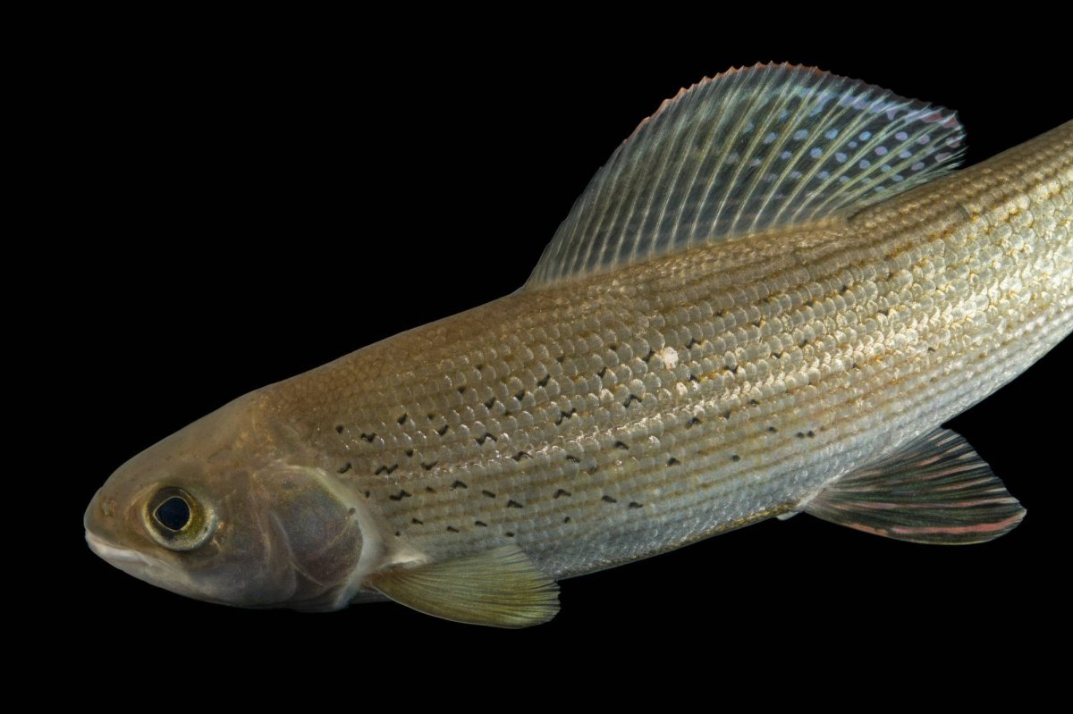 Сальпа рыба