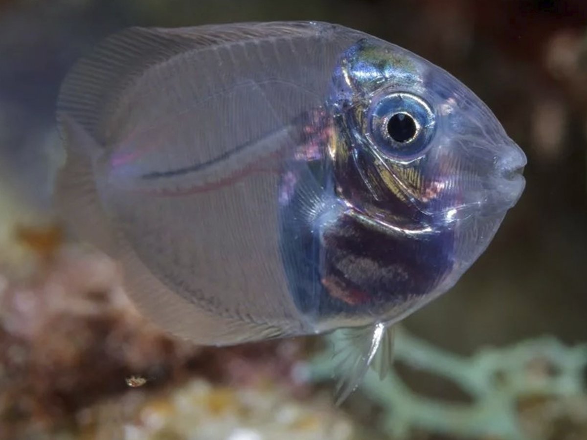 Байкальская большеголовая широколобка