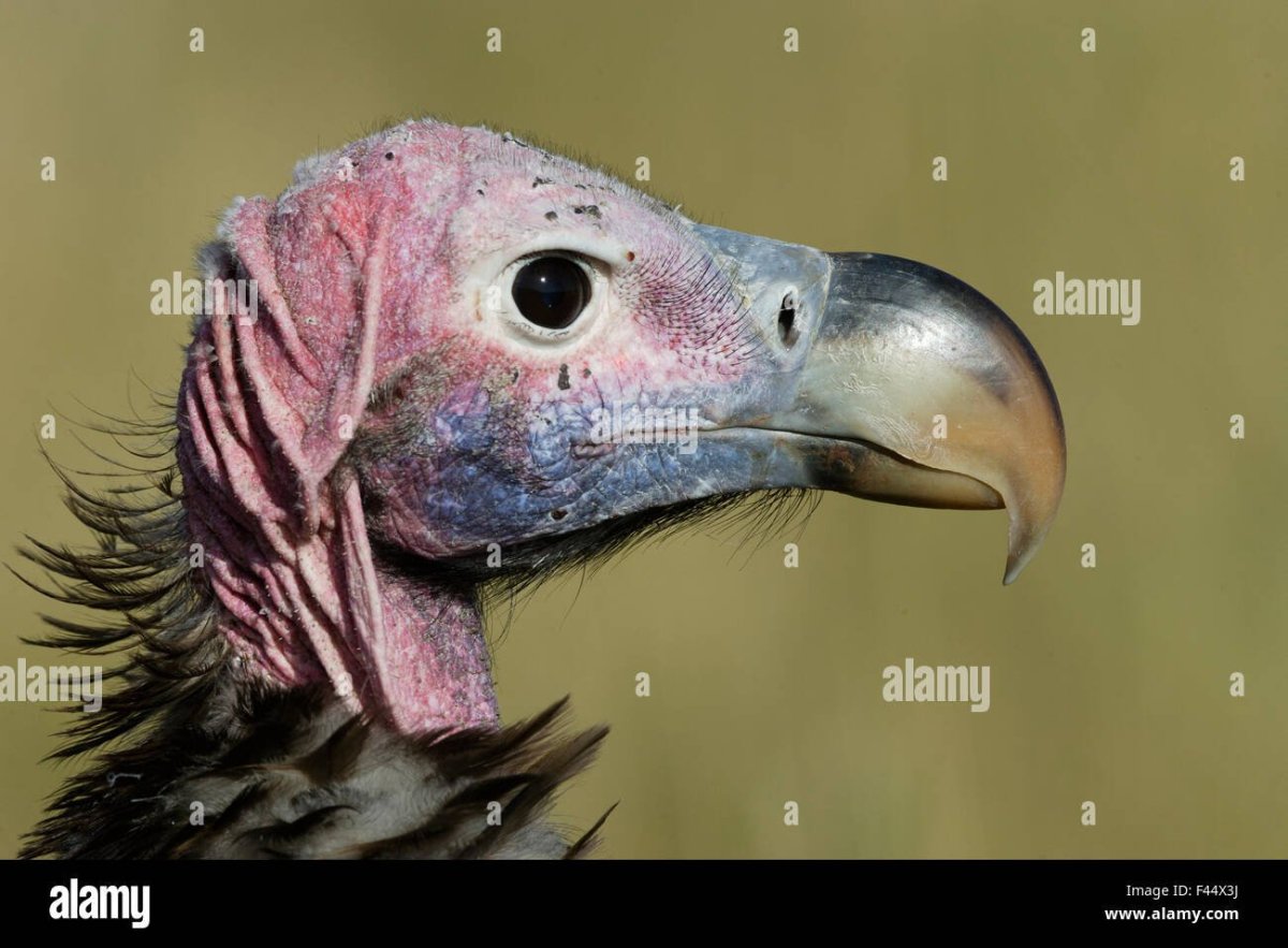 Африканский Ушастый гриф