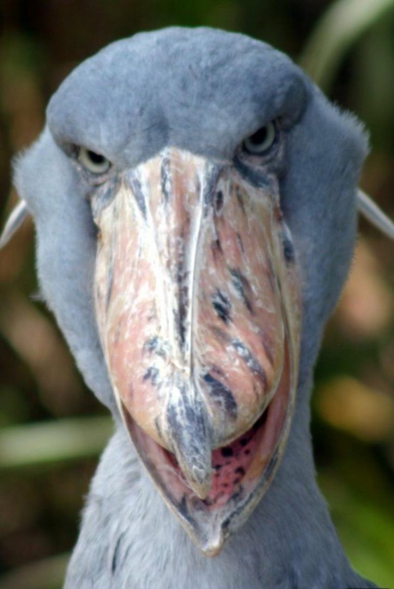 Марабу и китоглав