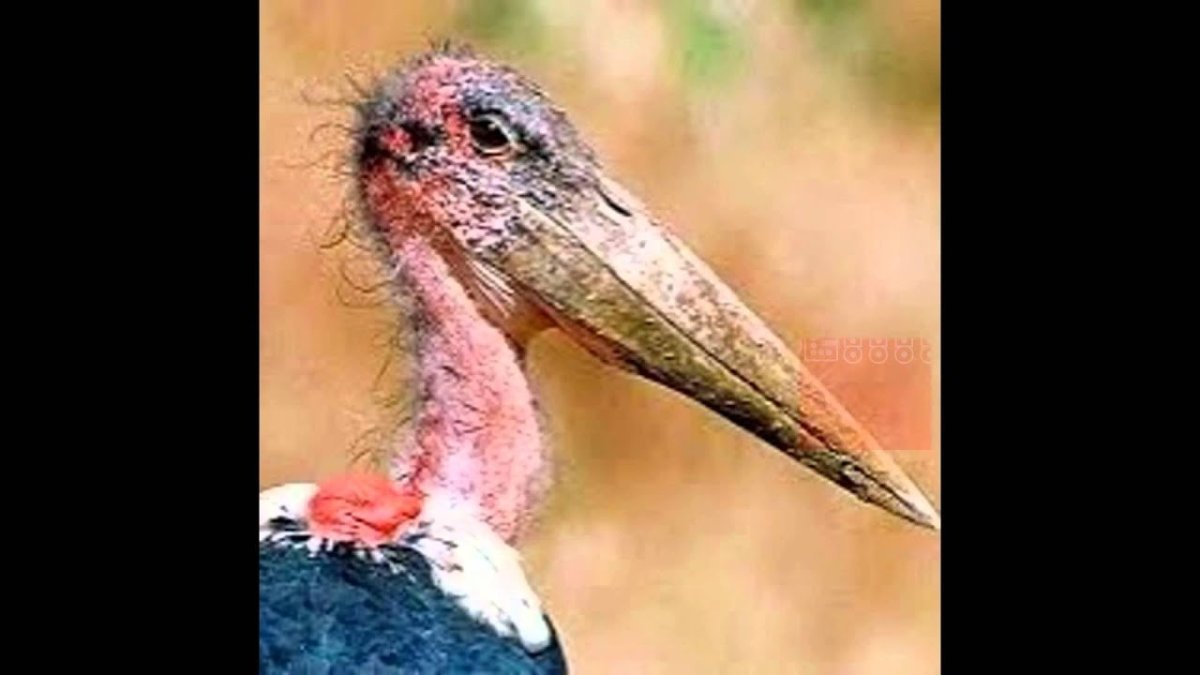 Страшная птица китоглав