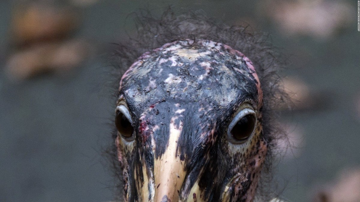 Некрасивый попугай