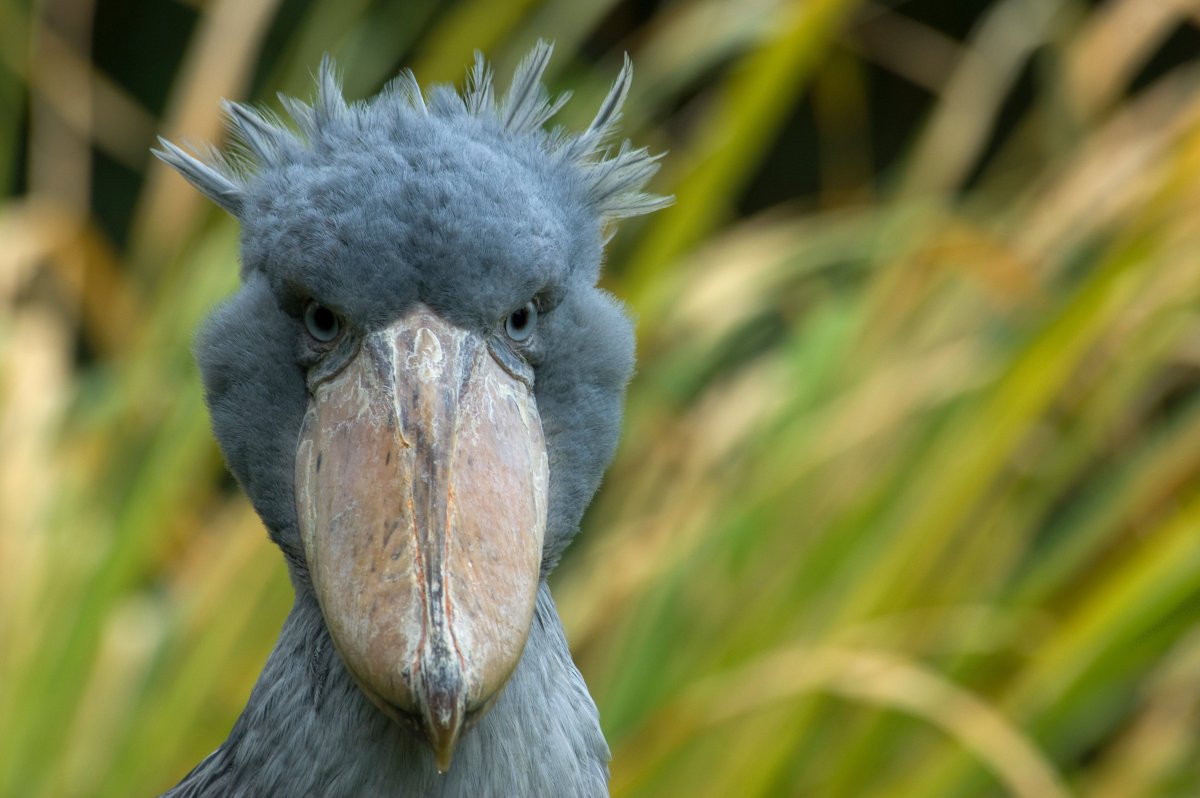 Страшная птица китоглав