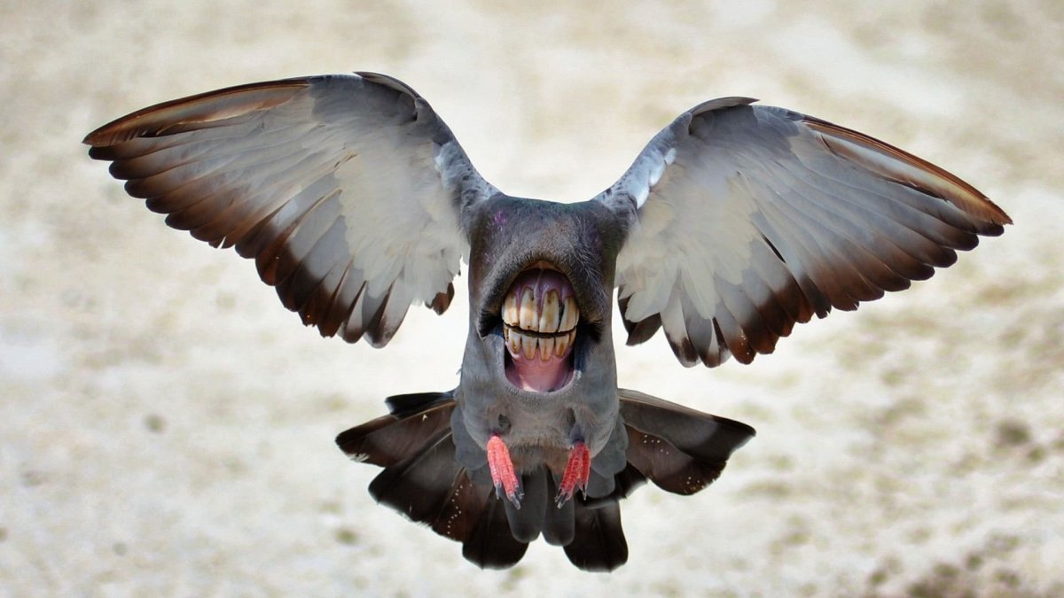 Птица с клыками