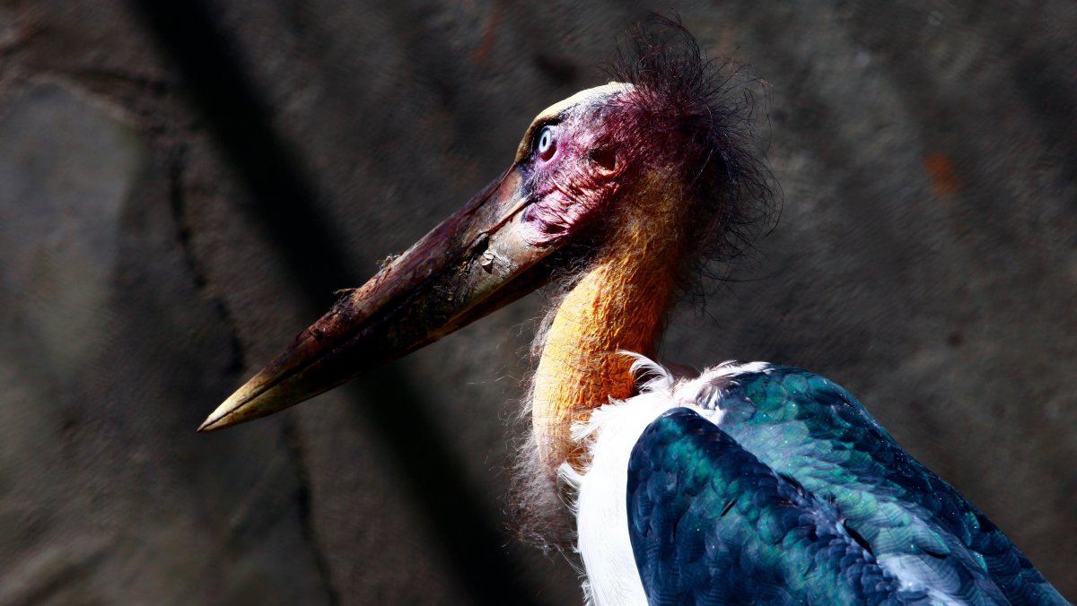 Самые страшные птицы мира