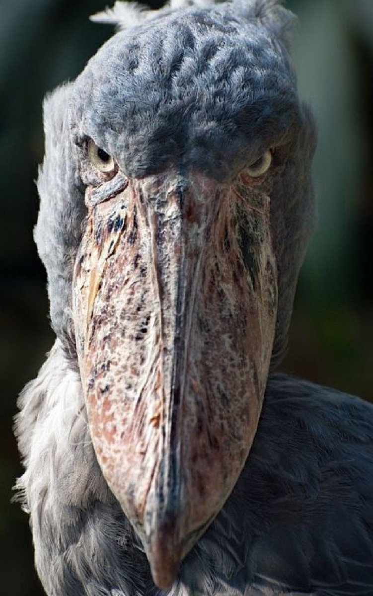 Китоглав птица