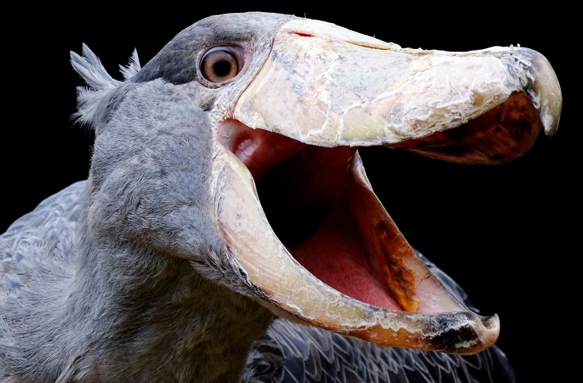 Китоглав ест крокодила