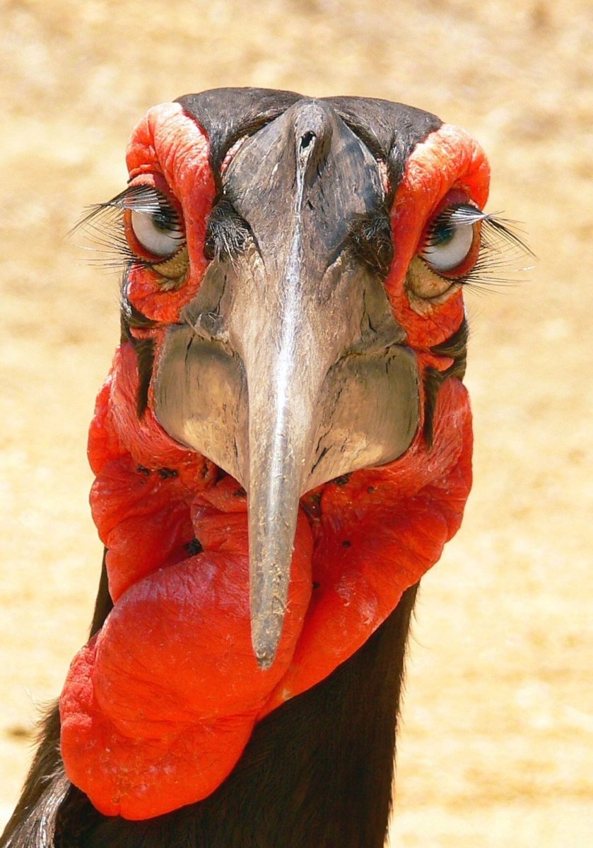 Африка Кафрский рогатый ворон