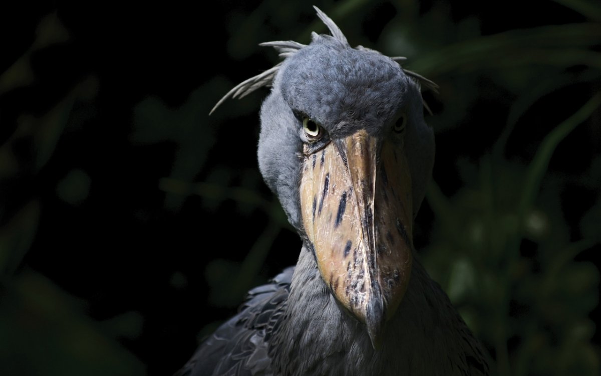 Shoebill Stork птица