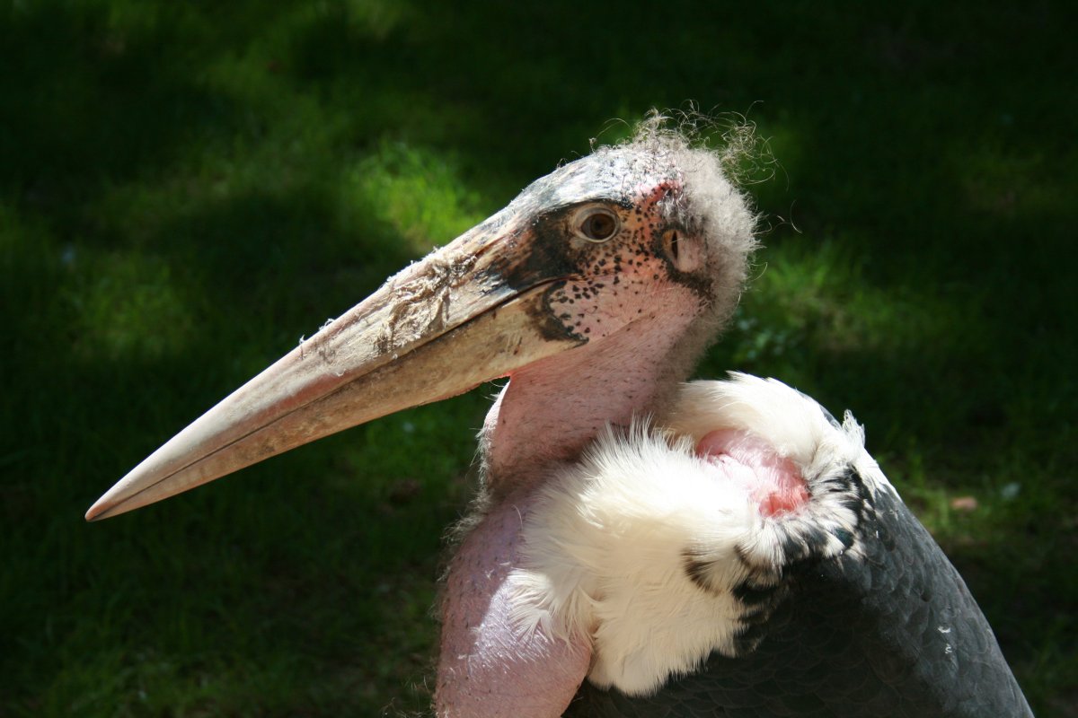 Лысый Аист Марабу