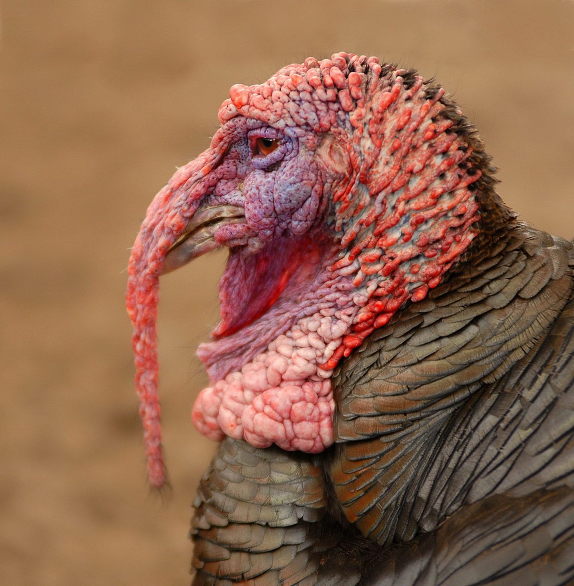 Канадский индюк